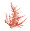 Algue rouge