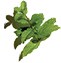 Menthe verte