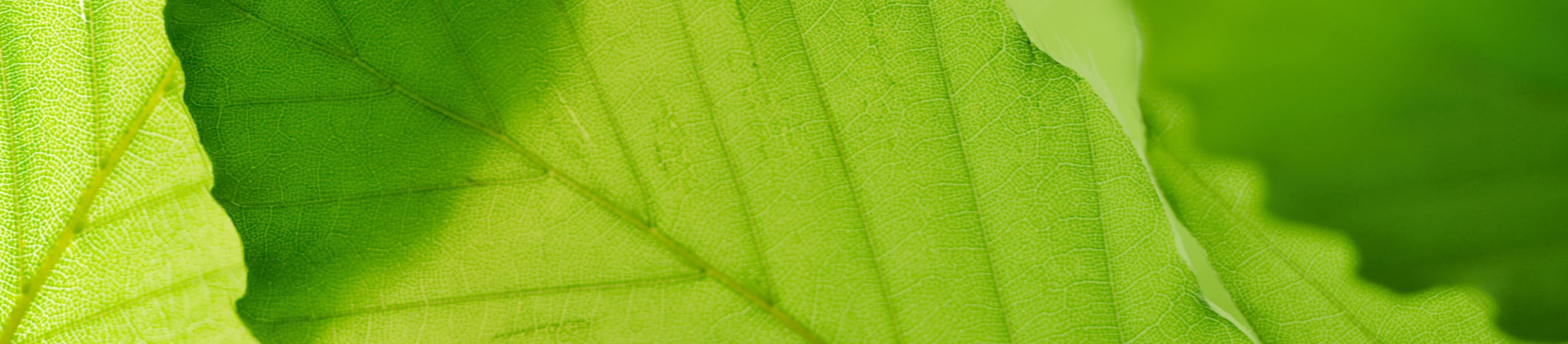 A forest of trees with the glare of the sun in the middle