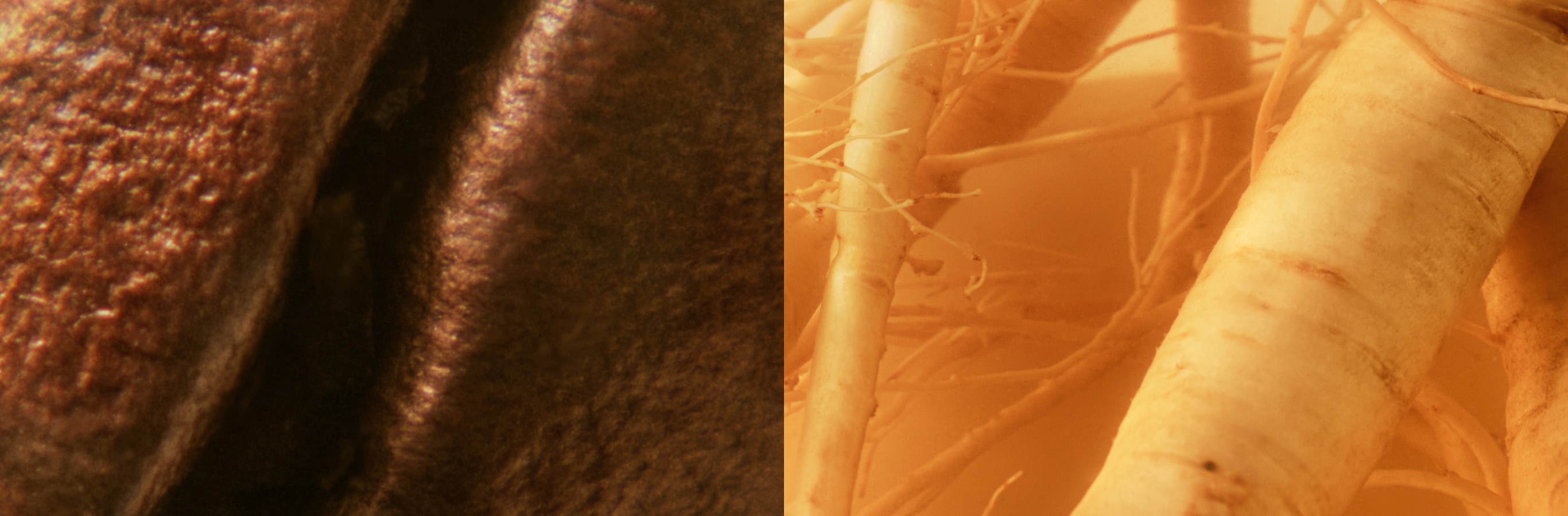 GinZing Caffeine from Coffee Beans