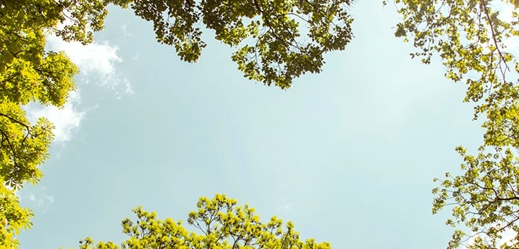 Une forêt à travers laquelle pénètrent les rayons du soleil.