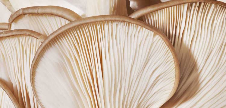 champignons éparpillés